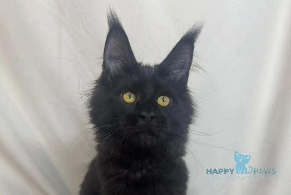 Hunter Maine Coon female black live animals