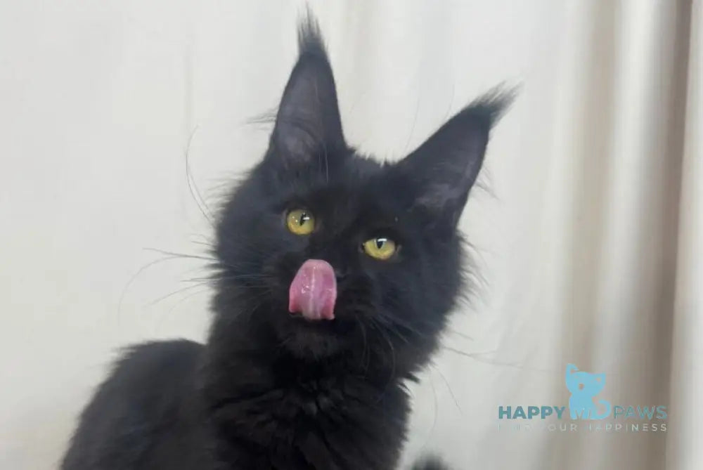 Hunter Maine Coon female black live animals