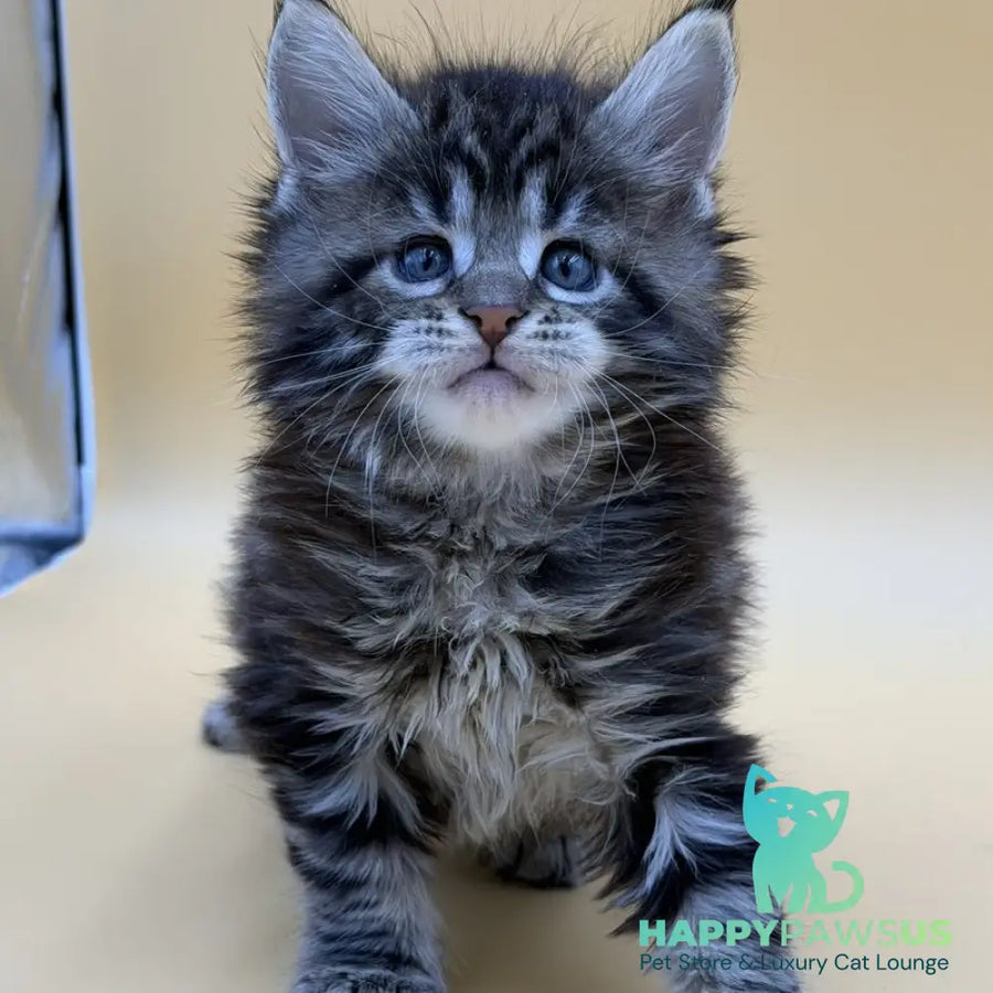Hunter Maine Coon male black tabby - live animals