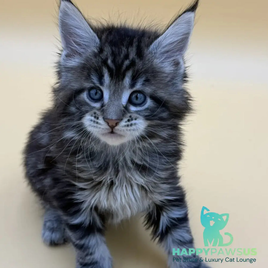 Hunter Maine Coon male black tabby - live animals