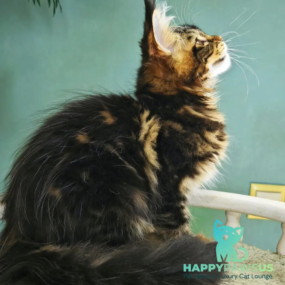 Hunter Maine Coon male black tabby - live animals