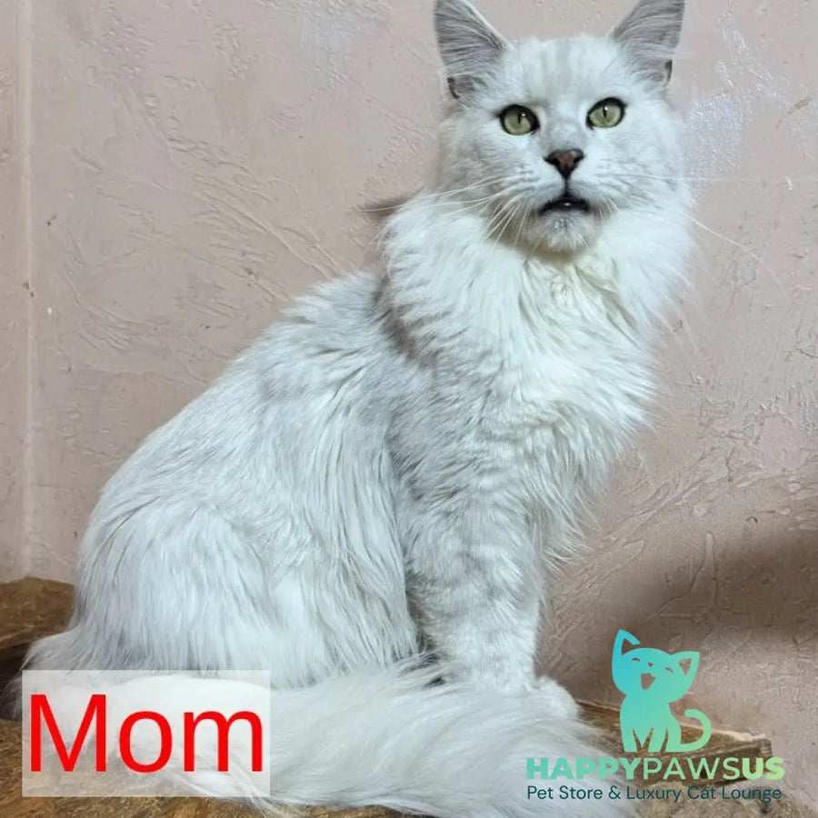 Hunter Maine Coon male black tabby - live animals
