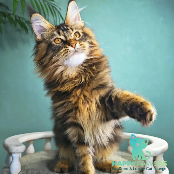 Hunter Maine Coon male black tabby - live animals