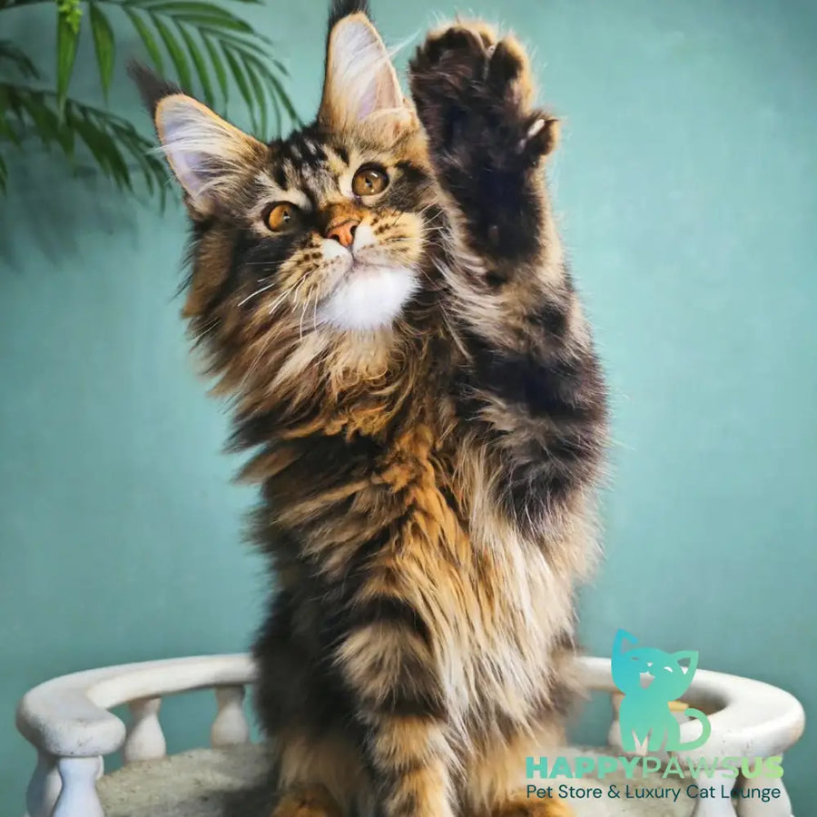 Hunter Maine Coon male black tabby - live animals