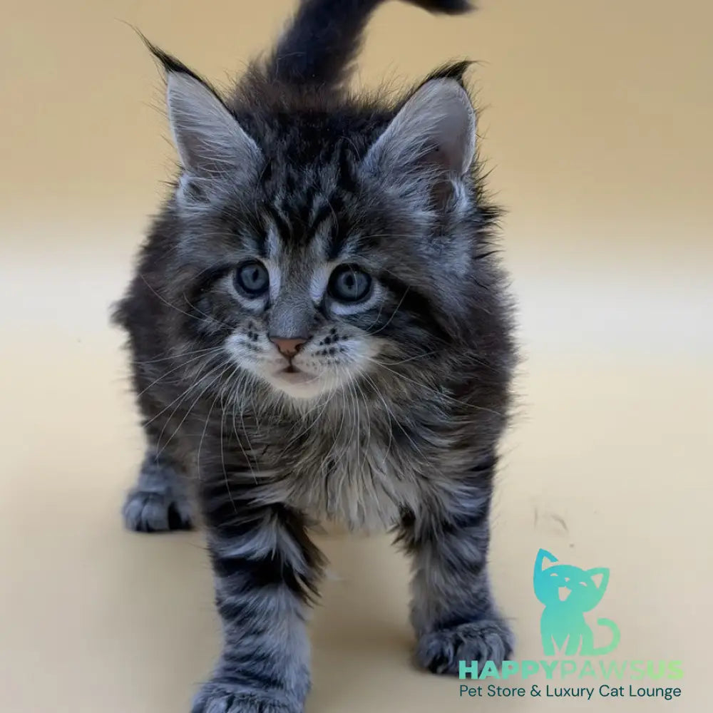 Hunter Maine Coon male black tabby - live animals