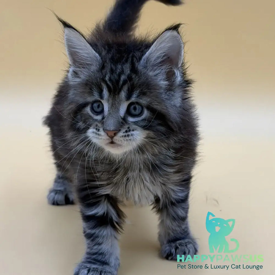 Hunter Maine Coon male black tabby - live animals