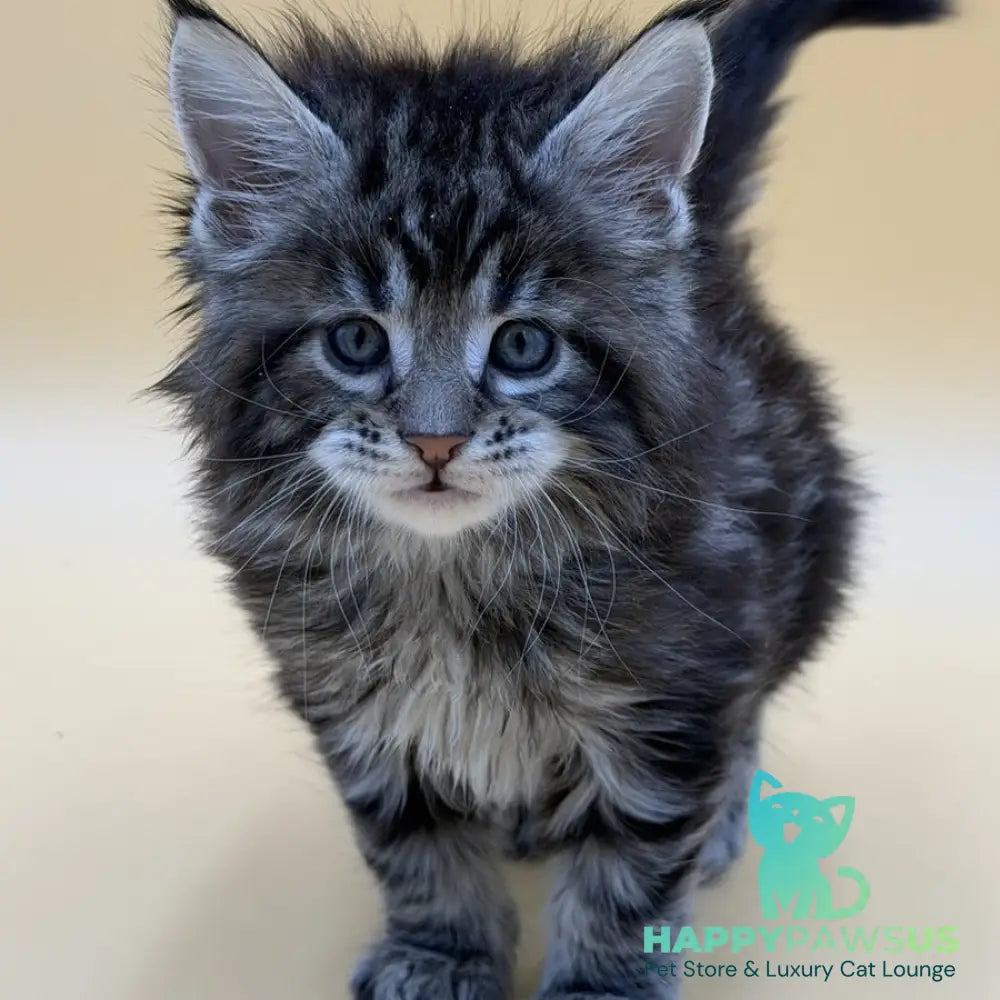 Hunter Maine Coon male black tabby - live animals