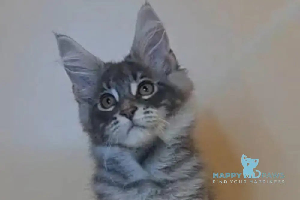 Hunter Maine Coon male blue tabby live animals