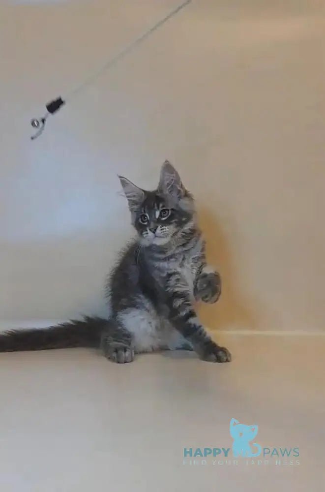 Hunter Maine Coon male blue tabby live animals