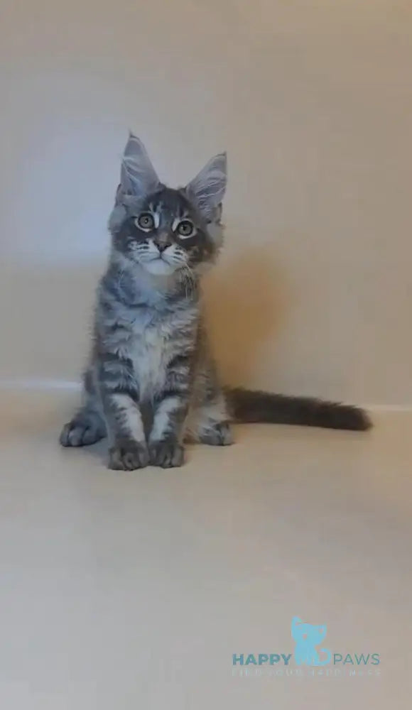 Hunter Maine Coon male blue tabby live animals