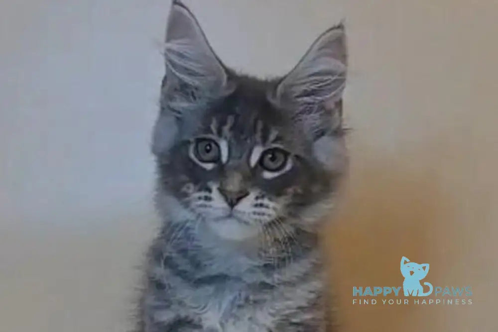 Hunter Maine Coon male blue tabby live animals