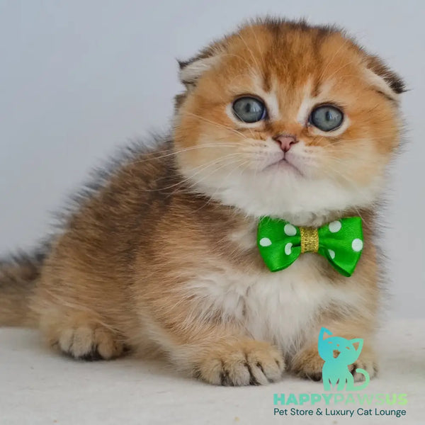 Hunter Munchkin male black golden ticked tabby - live animals