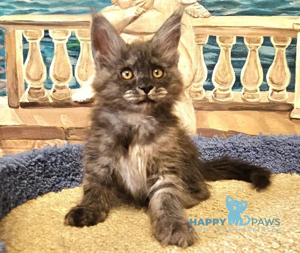 Hurma Maine Coon female black smoke live animals