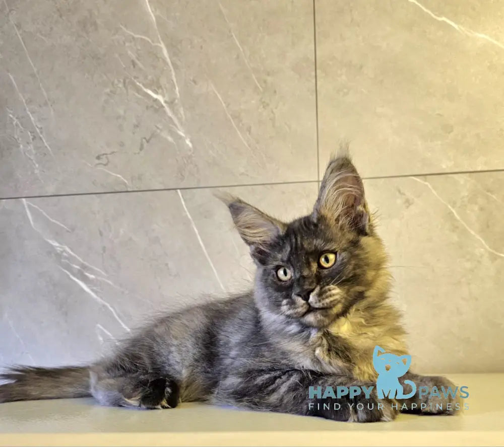 Hurma Maine Coon female black smoke live animals