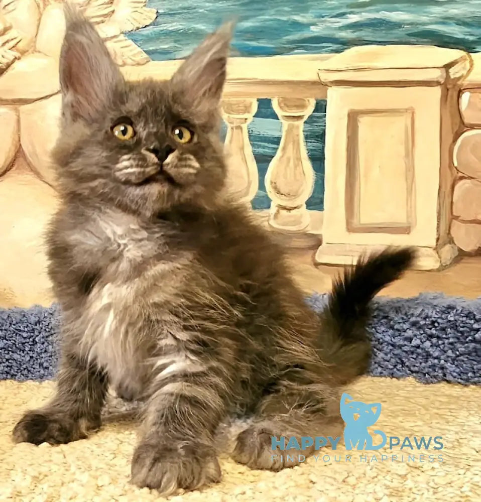 Hurma Maine Coon female black smoke live animals
