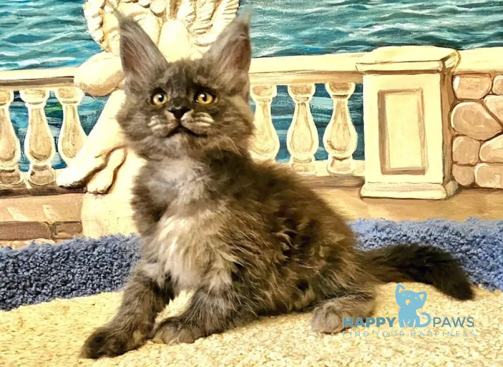 Hurma Maine Coon female black smoke live animals