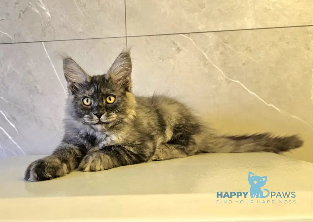 Hurma Maine Coon female black smoke live animals
