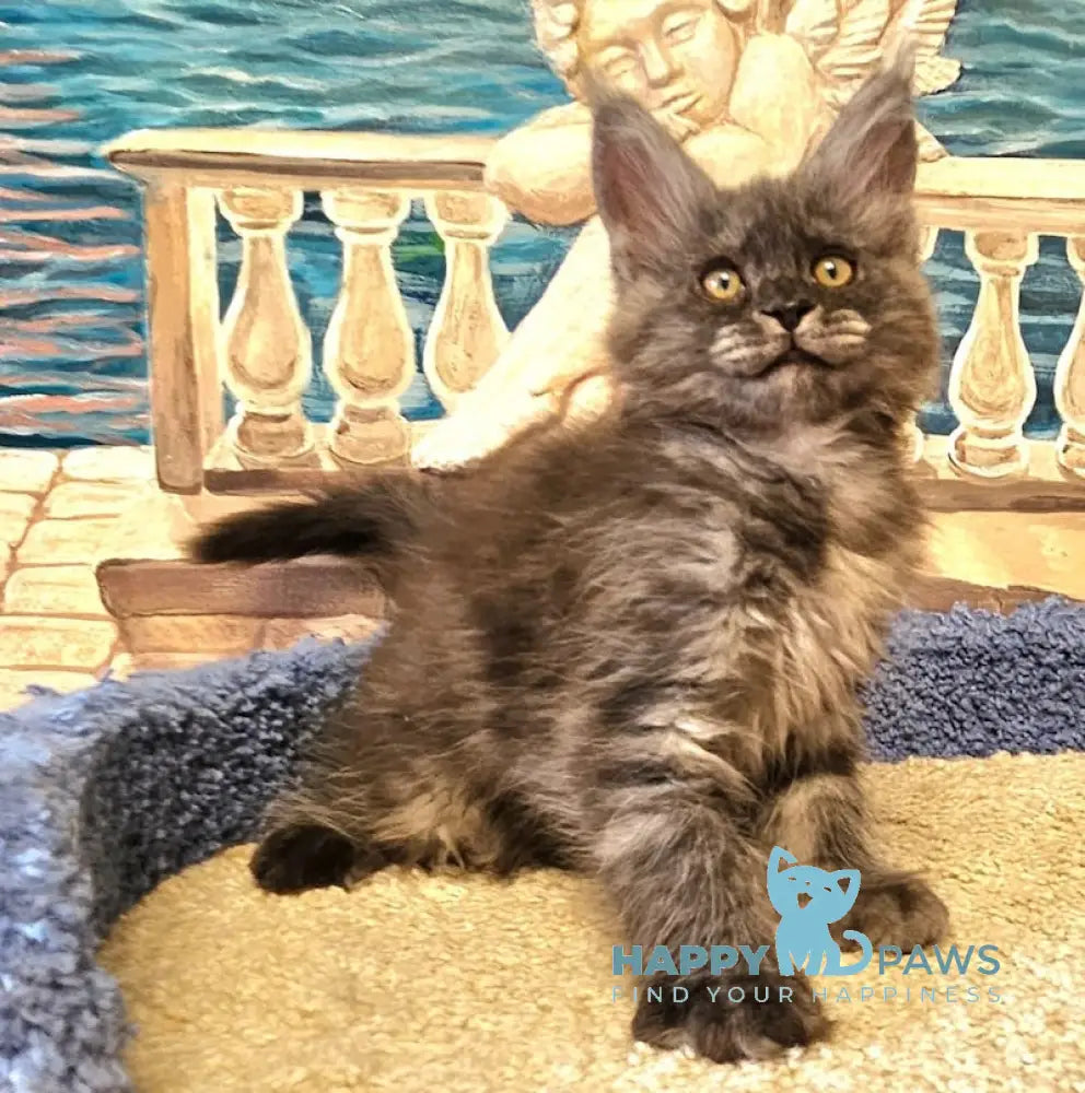 Hurma Maine Coon female black smoke live animals