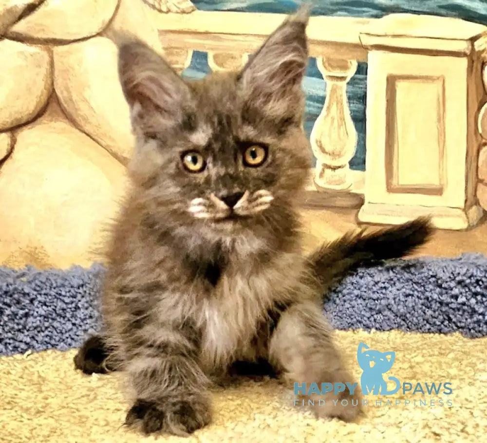 Hurma Maine Coon female black smoke live animals