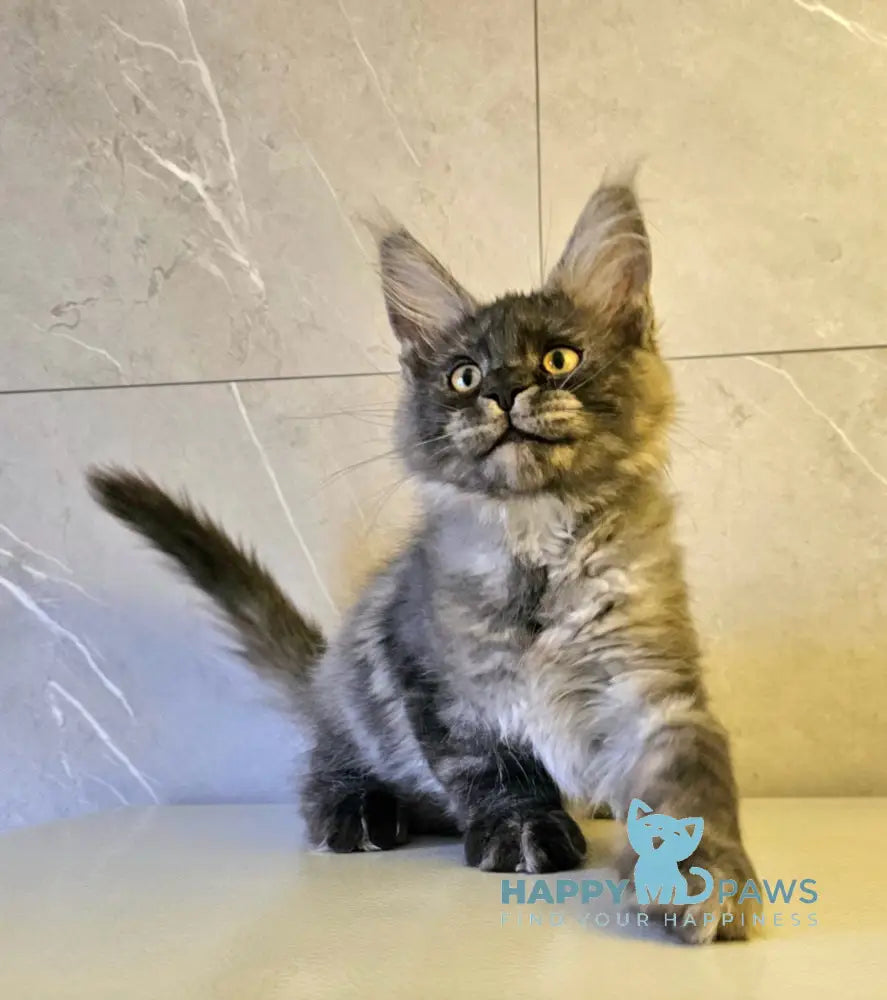 Hurma Maine Coon female black smoke live animals