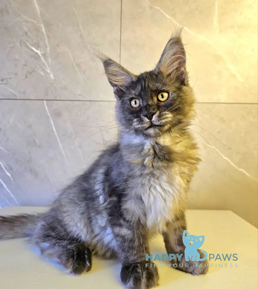 Hurma Maine Coon female black smoke live animals