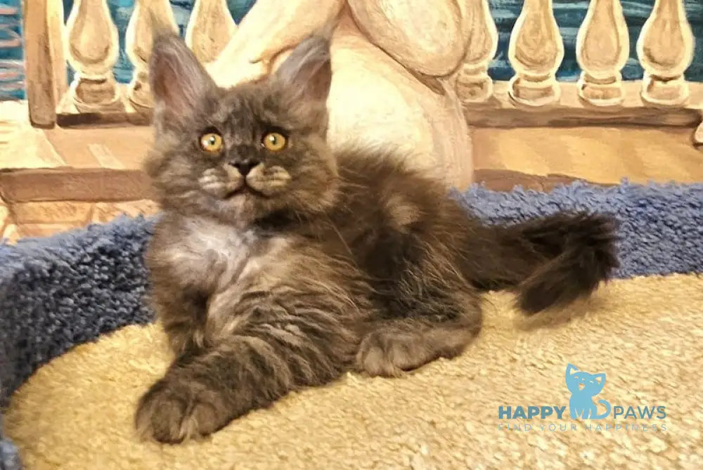 Hurma Maine Coon female black smoke live animals