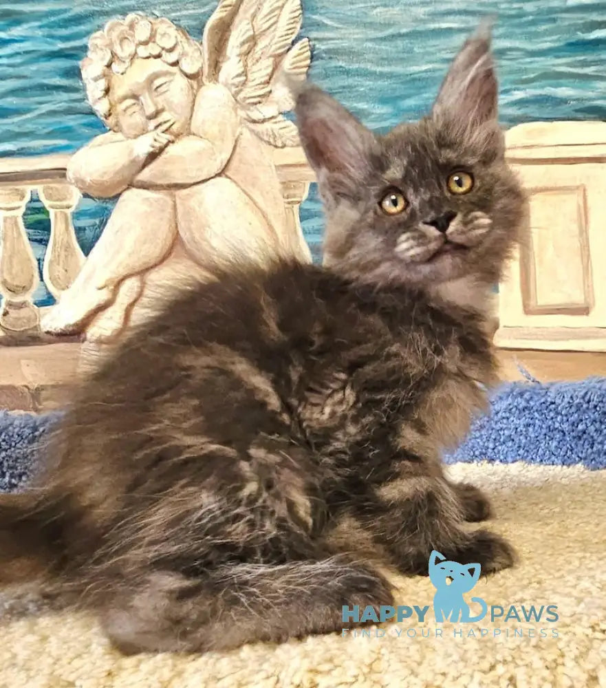 Hurma Maine Coon female black smoke live animals
