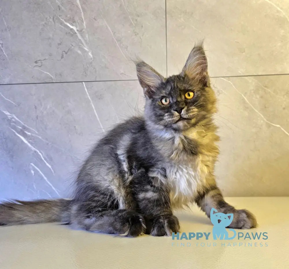 Hurma Maine Coon female black smoke live animals