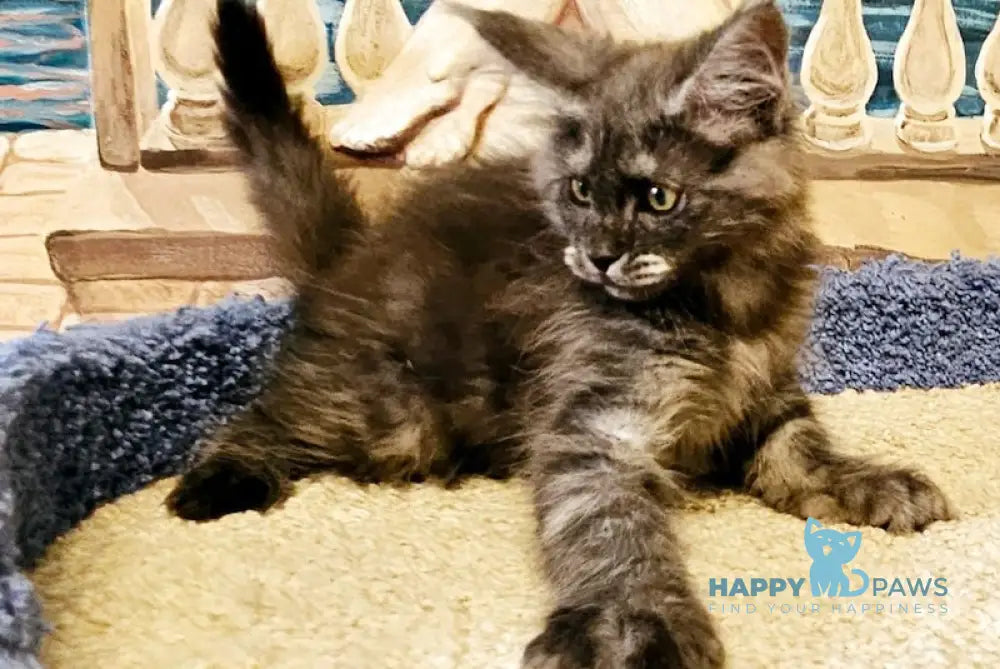 Hurma Maine Coon female black smoke live animals