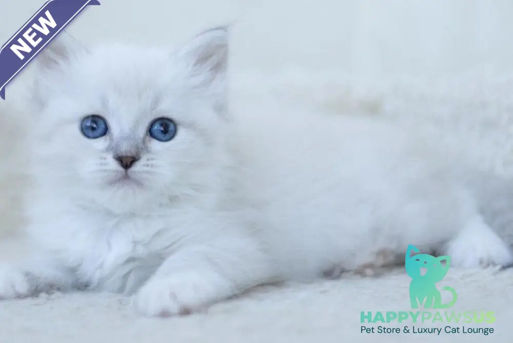 Hurma Siberian female blue with white tabby pointed - live animals