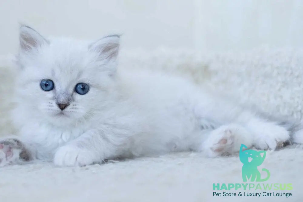 Hurma Siberian female blue with white tabby pointed - live animals