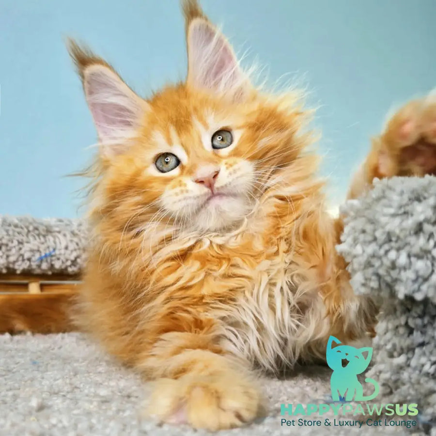 Hurrem Maine Coon female red tabby - live animals