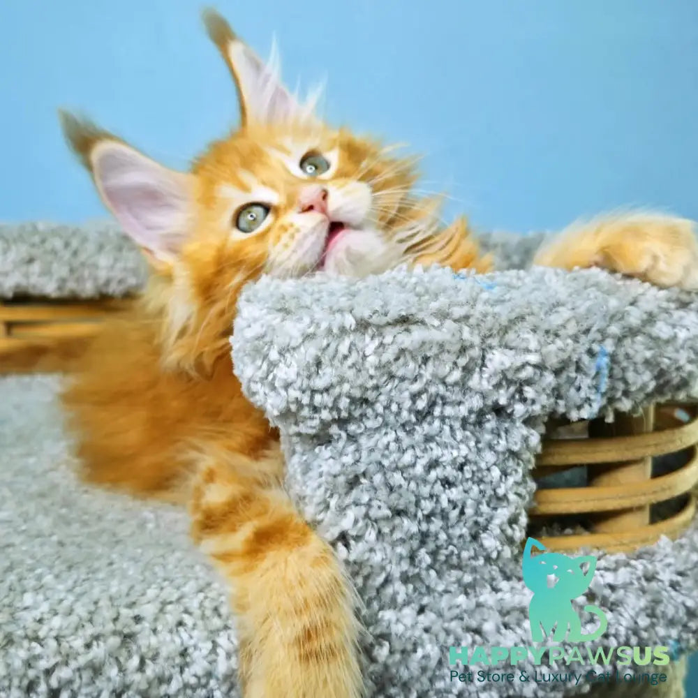 Hurrem Maine Coon female red tabby - live animals