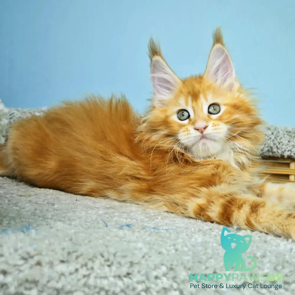 Hurrem Maine Coon female red tabby - live animals