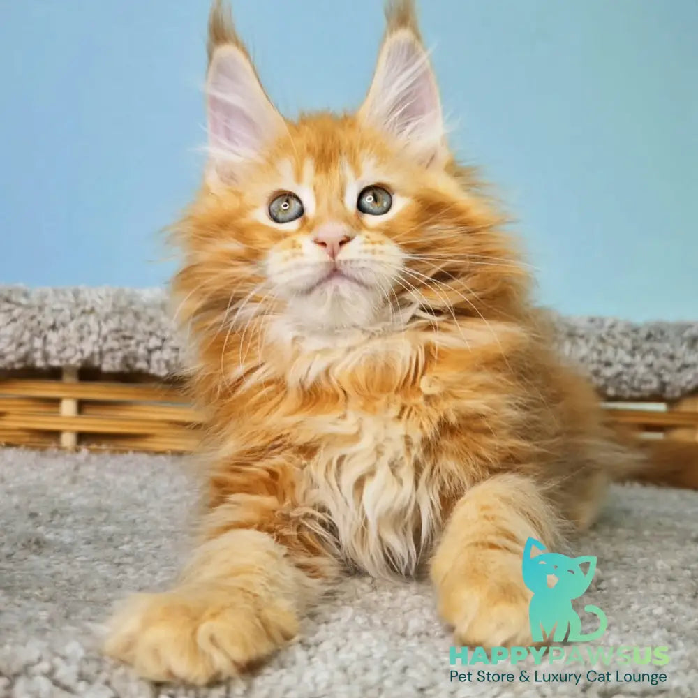Hurrem Maine Coon female red tabby - live animals