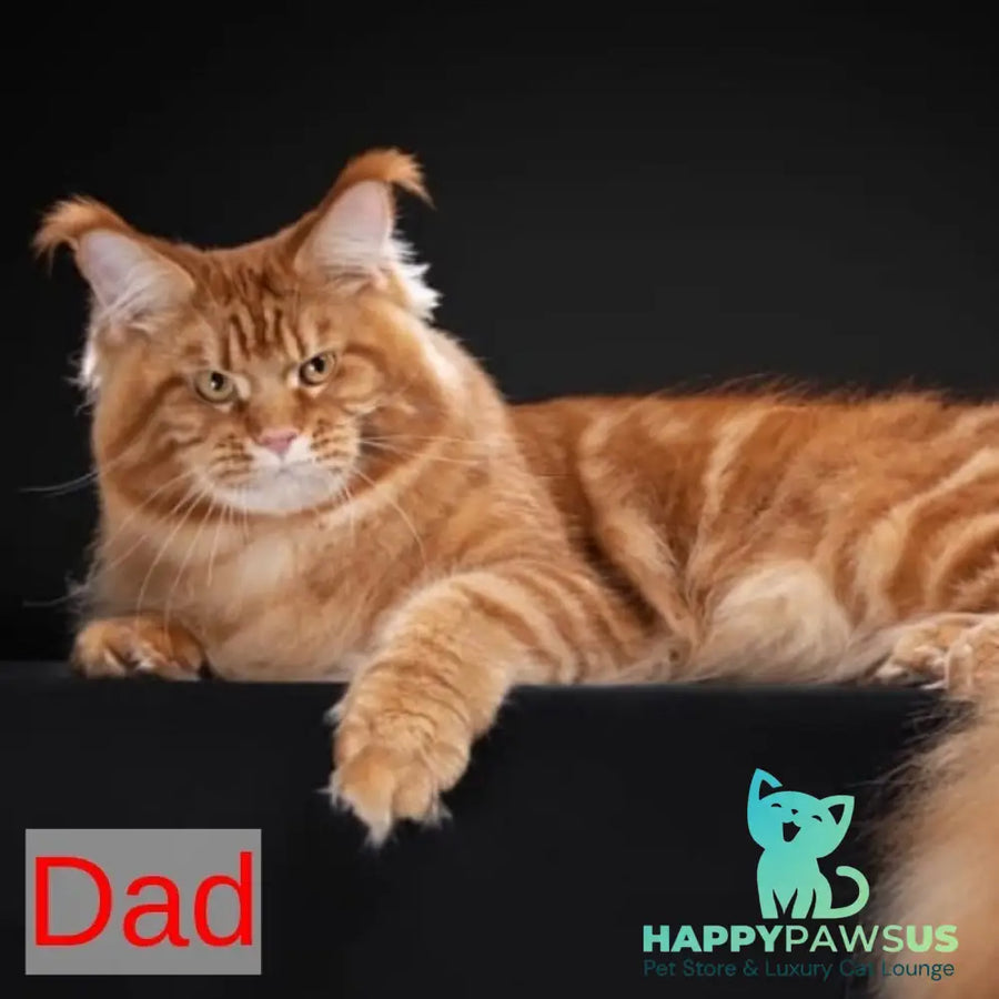 Hurrem Maine Coon female red tabby - live animals