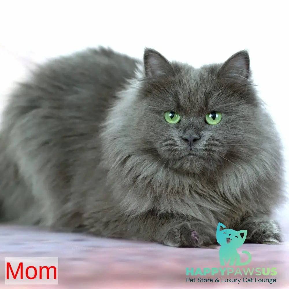 Hvoya Siberian female blue pointed - live animals
