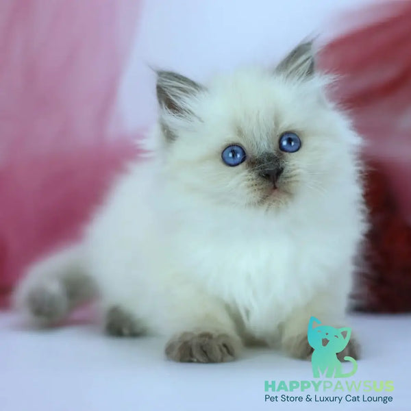 Hvoya Siberian female blue pointed - live animals