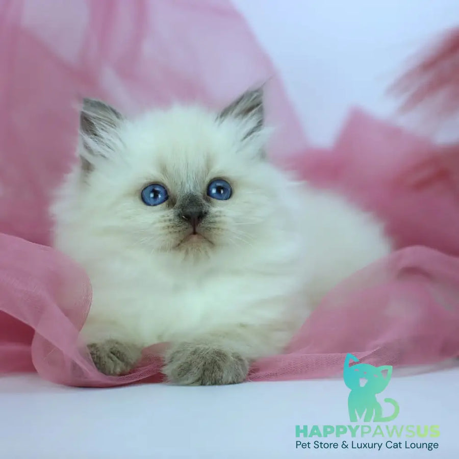 Hvoya Siberian female blue pointed - live animals