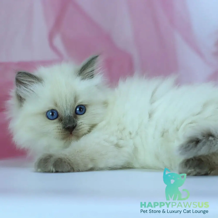 Hvoya Siberian female blue pointed - live animals