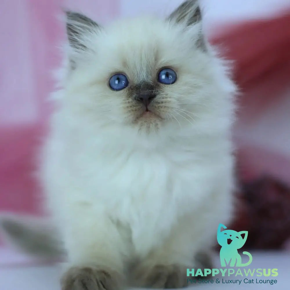 Hvoya Siberian female blue pointed - live animals