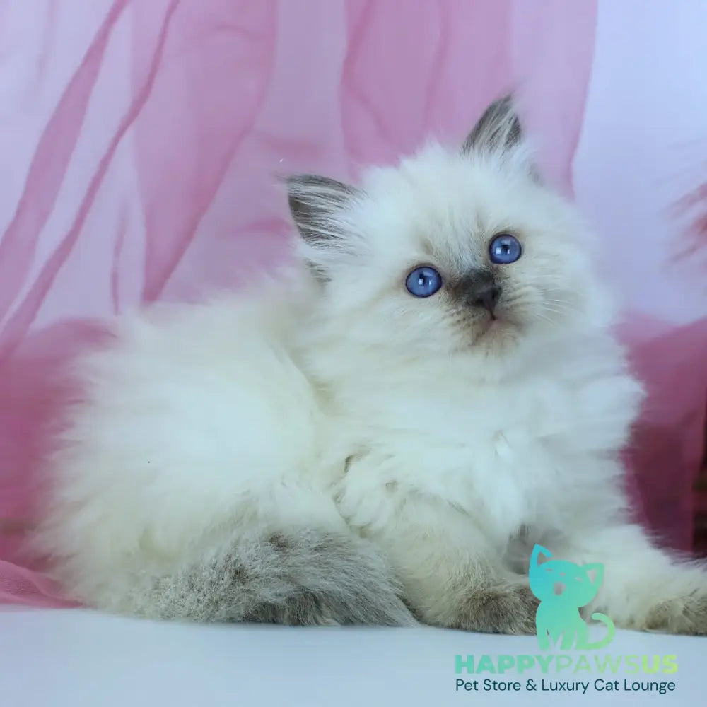 Hvoya Siberian female blue pointed - live animals