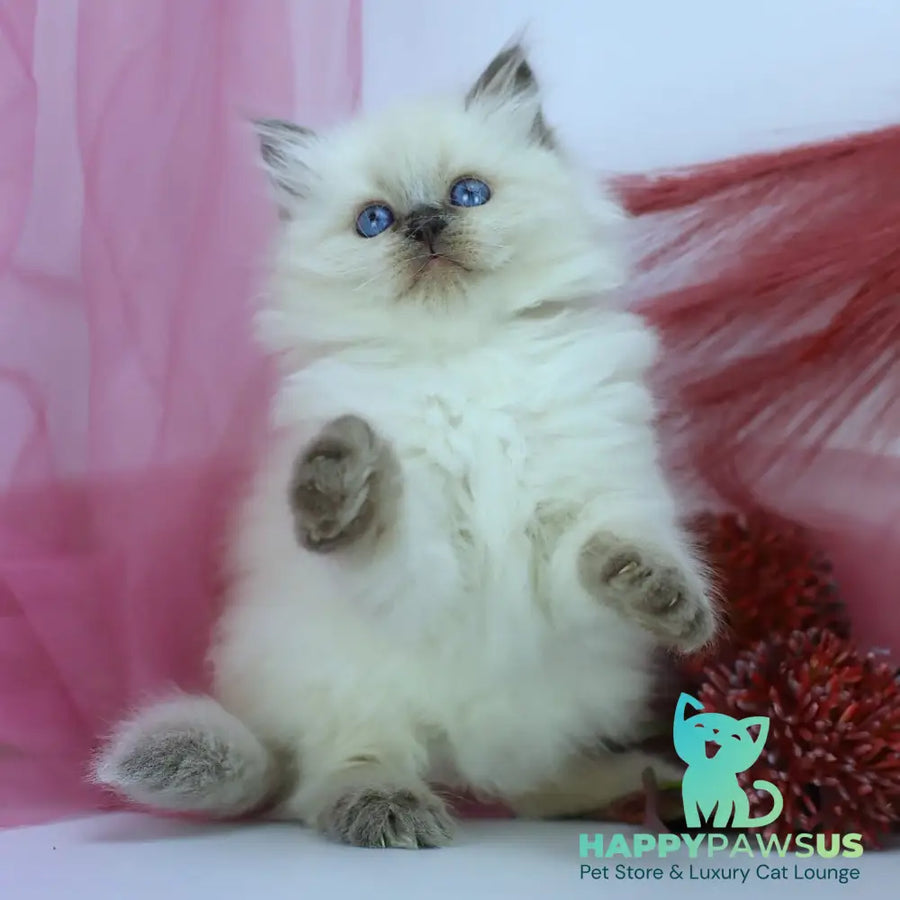 Hvoya Siberian female blue pointed - live animals