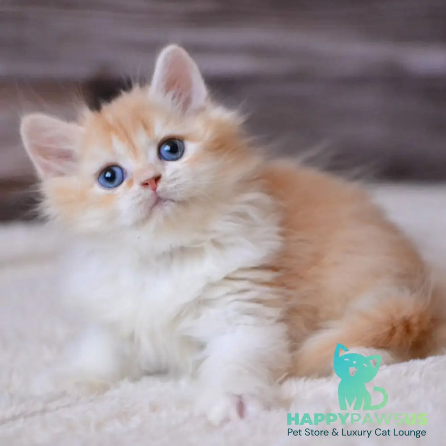 Ian British Longhair male red ticked tabby bicolour - live animals