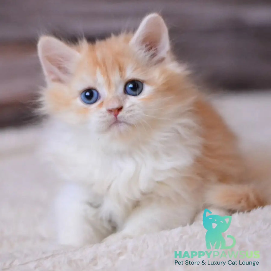 Ian British Longhair male red ticked tabby bicolour - live animals