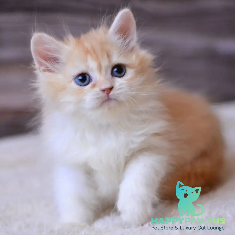 Ian British Longhair male red ticked tabby bicolour - live animals