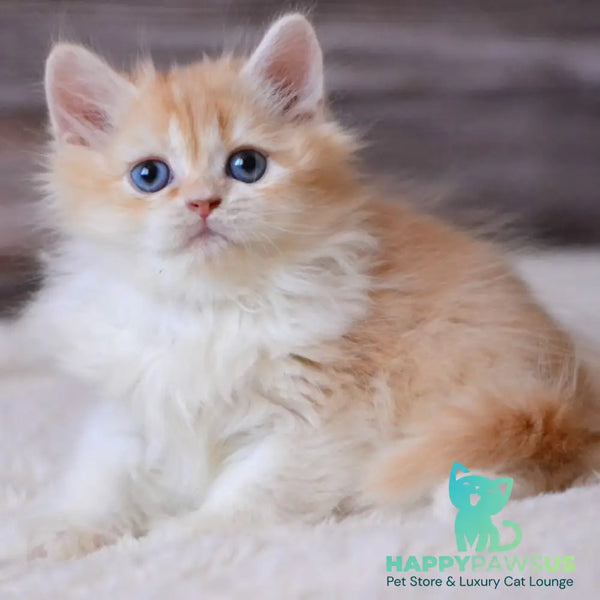 Ian British Longhair male red ticked tabby bicolour - live animals