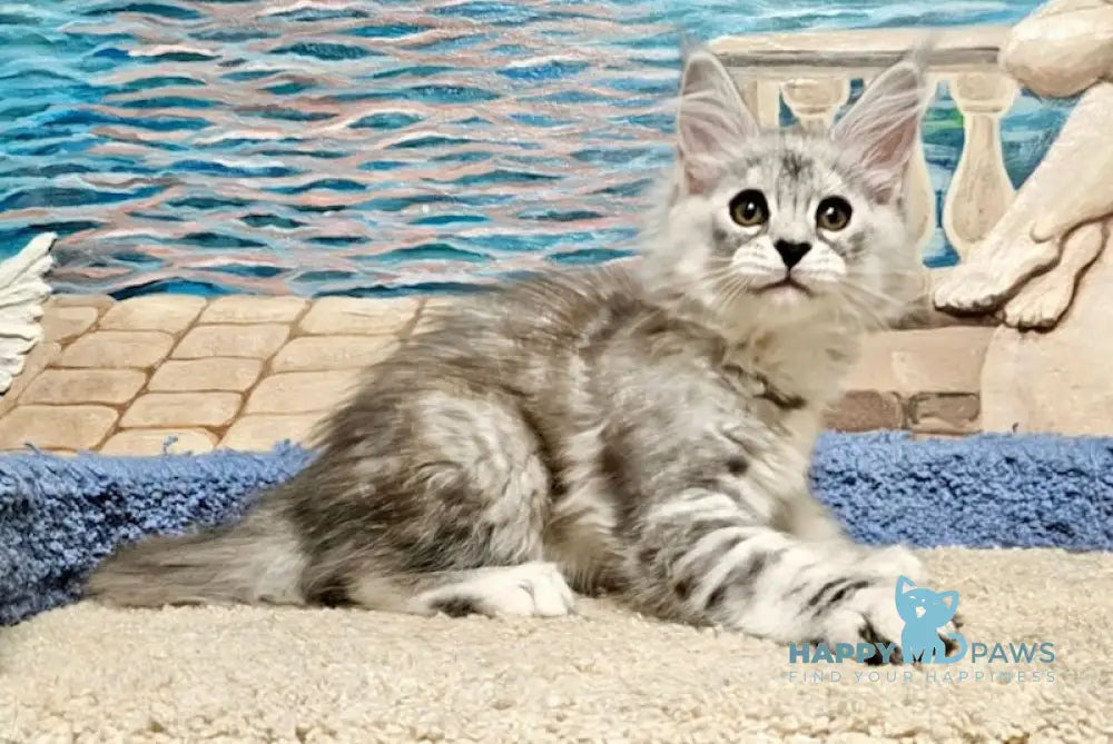 Ibiza Maine Coon female black tortie silver tabby live animals