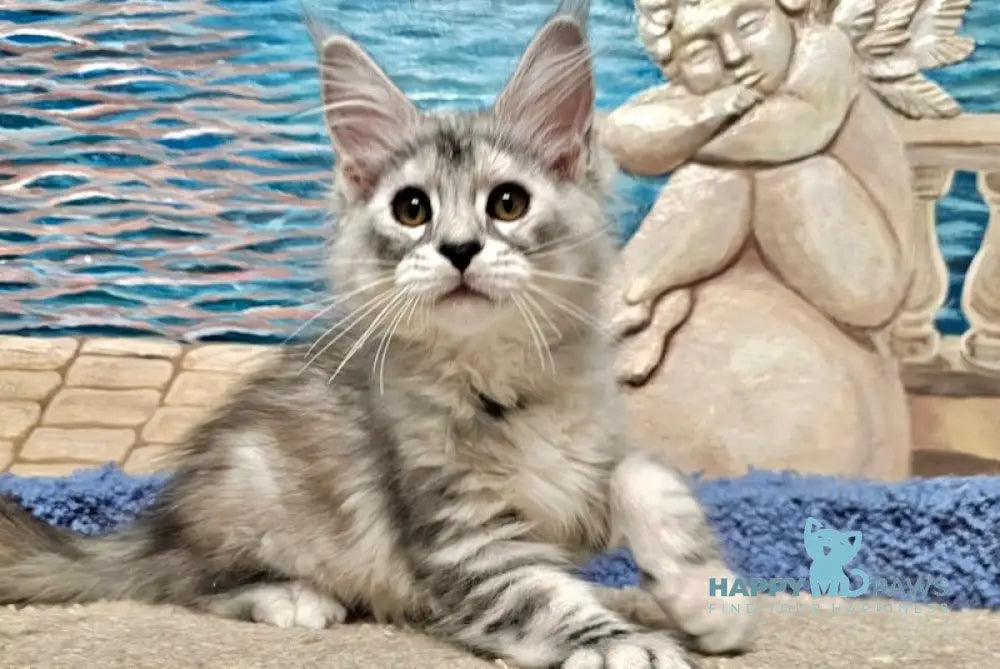 Ibiza Maine Coon female black tortie silver tabby live animals