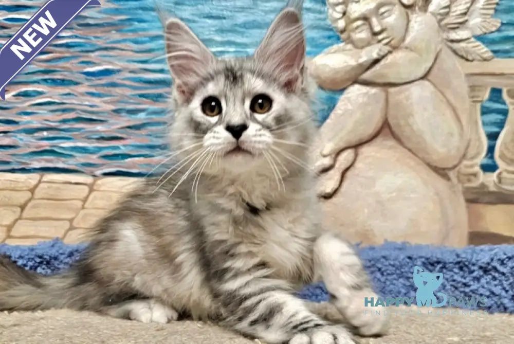 Ibiza Maine Coon female black tortie silver tabby live animals